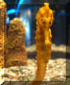 ChatSeaHorse4.jpg (49366 bytes)