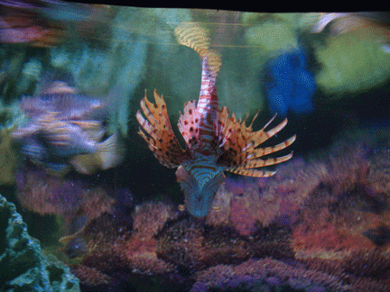 w09SeaWorldOrlando_5
