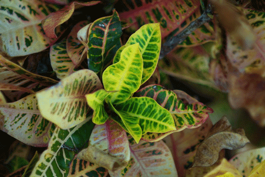 10flowers_2