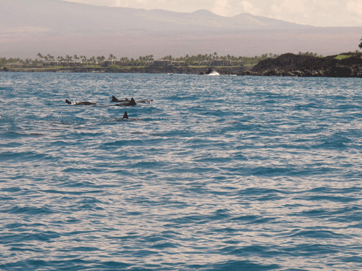 10hawaii_diveboat10