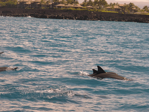 10hawaii_diveboat11