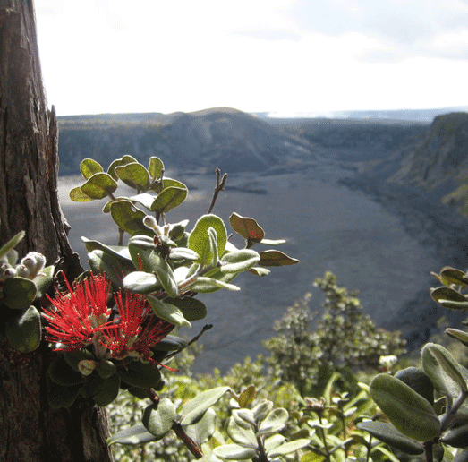 10hawaiivolcanonp_03BL