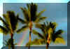 WKauaiRainbow3.jpg (31249 bytes)
