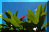 WRedFlowerBlueSky.jpg (22359 bytes)