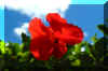 WRedFlower.jpg (23083 bytes)