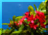 WRedFlowersBlueSky.jpg (32221 bytes)