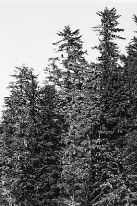 EagleBW1