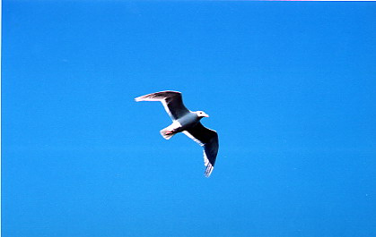 Sgull1